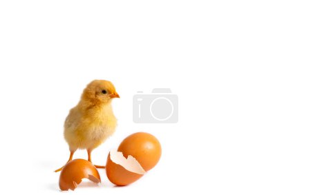 Foto de Pequeña gallina amarilla recién nacida parada cerca del huevo - Imagen libre de derechos