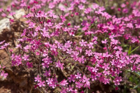 Téléchargez les photos : Saponaire des rochers ou fleurs de Ted (Saponaria ocymoides, famille des Caryophyllaceae)) - en image libre de droit
