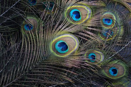 Téléchargez les photos : Colorful and Artistic Peacock Feathers. This is a macro photo of the arrangement of bright peacock feathers. - en image libre de droit