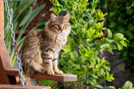 Téléchargez les photos : Les chats de la rue dans le jardin. - en image libre de droit