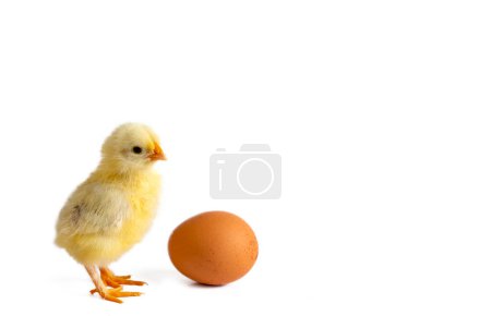 Téléchargez les photos : Petit poulet jaune nouveau-né debout près de l'oeuf - en image libre de droit