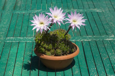 Foto de Un hermoso tipo de cactus florece magníficamente, su nombre científico es; echinopsis oxygona o Echinopsis eyriesii - Imagen libre de derechos