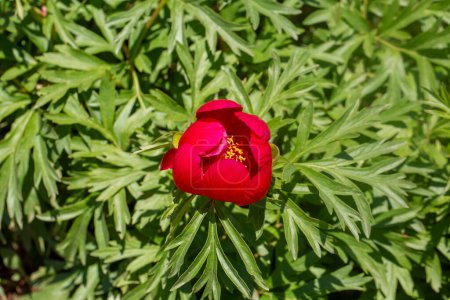 Photo for Wild plant, Scientific name; Paeonia turcica. Spil Mountain - Manisa - Turkey - Royalty Free Image