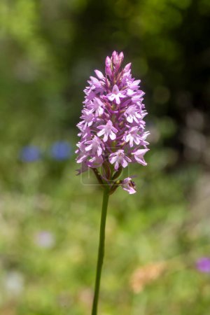 Foto de Orquídea silvestre, Nombre científico; Anacamptis pyramidalis - Imagen libre de derechos