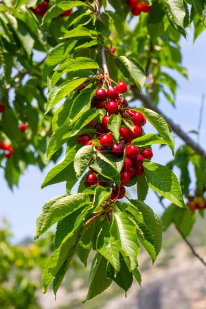 Photo for Cherries hanging on a cherry tree branch, Spil Mountain - Manisa - Royalty Free Image