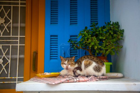 Photo for Stray cat. Cat living on the street on the Greek island of Samos. - Royalty Free Image