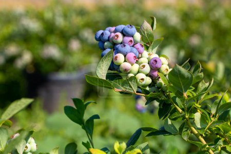 Téléchargez les photos : Ferme de bleuets avec bouquet de fruits mûrs sur l'arbre pendant la saison de récolte à Izmir, Turquie. Historique de la cueillette des bleuets. - en image libre de droit