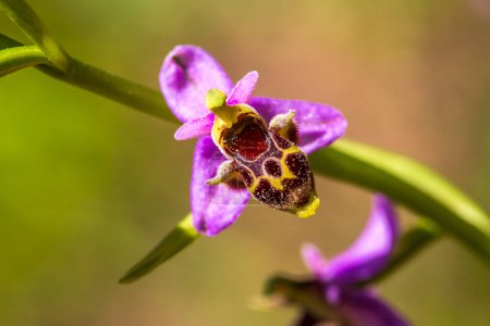 Photo for Wild orchid; scientific name; Ophrys minutula - Royalty Free Image