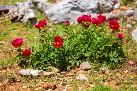 Photo for Wild plant, Scientific name; Paeonia turcica. Spil Mountain - Manisa - Turkey - Royalty Free Image