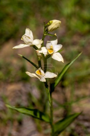 Photo for Wild orchid, Scientific name; Cephalanthera damasonium - Royalty Free Image
