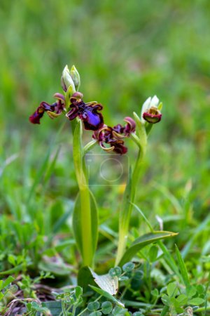 Téléchargez les photos : Orchidée sauvage, nom scientifique ; Ophrys spéculum - en image libre de droit