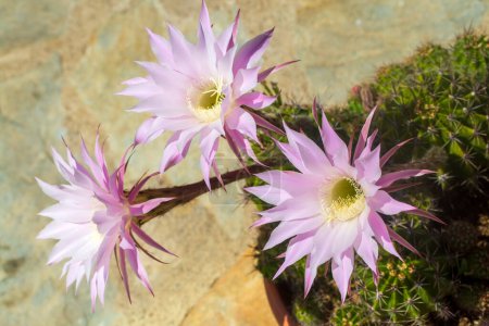 Foto de Un hermoso tipo de cactus florece magníficamente, su nombre científico es; echinopsis oxygona o Echinopsis eyriesii - Imagen libre de derechos
