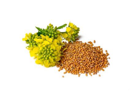 Photo for Rapeseed plant with yellow flowers and seeds. Mustard plant yellow blossom. Canola seeds and fresh canola flowers isolated on white background. Canola flower and canola isolated on white. - Royalty Free Image