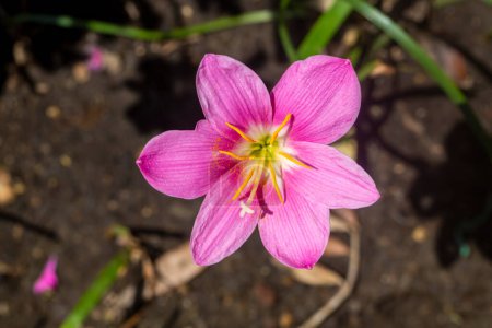 Photo for Pink blooming flower. Scientific name; Zephyranthes carinata - Royalty Free Image