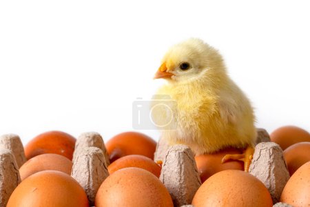 Photo for Little newborn yellow chicken standing near egg - Royalty Free Image