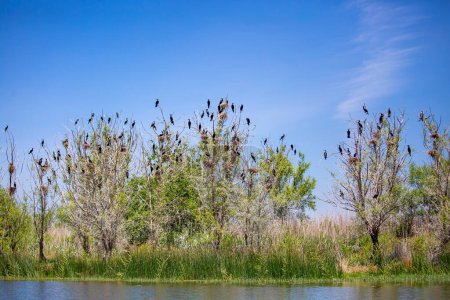 Foto de Phalacrocorax carbo birds on the tree. Lago Civril - Lago Isikli - Turquía - Imagen libre de derechos