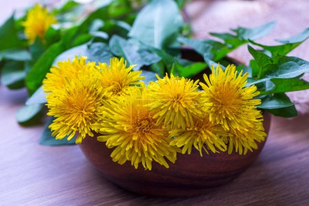 Photo for Whole dandelion plants with roots in a wicker basket - Royalty Free Image