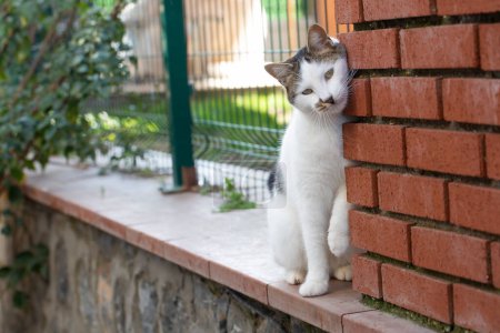 Téléchargez les photos : Un chat errant solitaire se tient près du mur - en image libre de droit