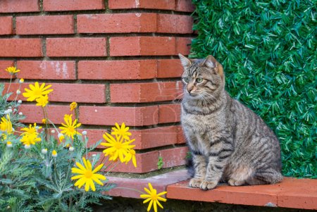 Téléchargez les photos : Un chat errant tabby solitaire se tient près du mur - en image libre de droit