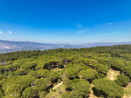 Foto de La meseta de Kozak está entre los centros del distrito de Bergama-Ayvalik dentro de las fronteras de Izmir en el Egeo. Vista aérea de los pinares de Pinus en la meseta de Kozak. Kozak yaylasi - Turquía. - Imagen libre de derechos