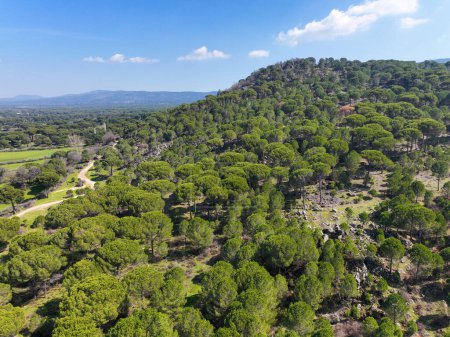 Kozak Plateau is between Bergama-Ayvalik district centers within the borders of Izmir in the Aegean. Aerial drone view of Pinus pinea trees in Kozak plateau. Kozak yaylasi - Turkey.
