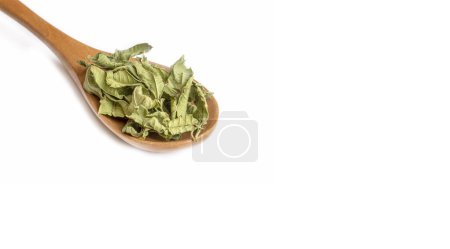 Téléchargez les photos : Salvia Officinalis (thé vert à la sauge) sur fond blanc - en image libre de droit