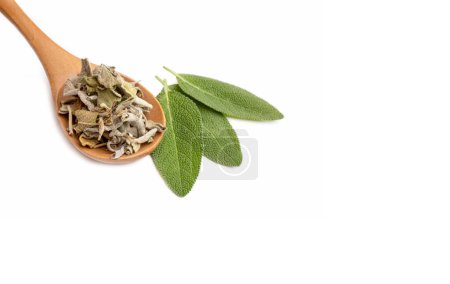 Photo for Salvia Officinalis (Green sage tea) on the white background - Royalty Free Image
