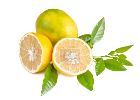 Téléchargez les photos : Citrons frais isolés sur fond blanc. Fruits mûrs - en image libre de droit