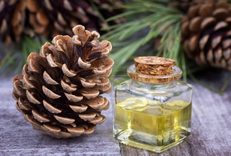 Téléchargez les photos : Parfums de bois pour l'aromathérapie hivernale. Cônes de pin et branches de sapin vert frais, bouteilles d'huile essentielle, vue sur le dessus - en image libre de droit