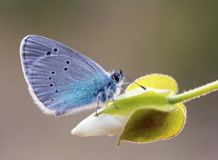Foto de Mariposa ojo negro (Glaucopsyche alexis) en planta - Imagen libre de derechos