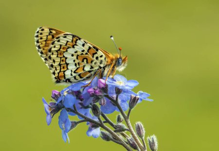 Téléchargez les photos : Papillon algérien Iparkhan (Melitaea ornata) sur plante - en image libre de droit