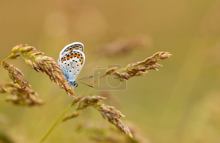 Photo for Butterfly on the colorful flower in nature. - Royalty Free Image