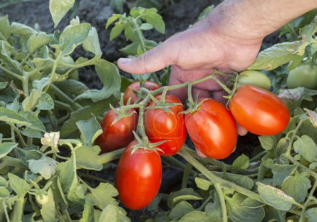 Foto de Hermosos tomates rojos maduros herederos cultivados en un invernadero. Fotografía de tomate de jardinería con espacio para copiar. Profundidad superficial del campo - Imagen libre de derechos