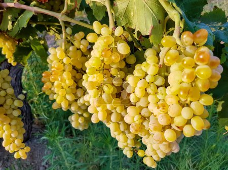 Foto de El viñedo de uvas, la agricultura (Turquía viñedos Izmir) - Imagen libre de derechos