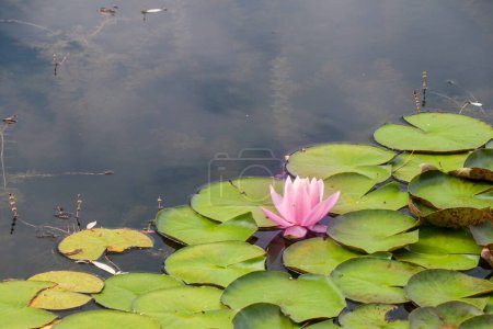 Photo for Lotus flower plant on lake. Lotus flower blooming in river - Royalty Free Image