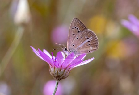Foto de Mariposa en la naturaleza, Nombre científico; Agrodiaetus sp. - Argus no identificado - Imagen libre de derechos