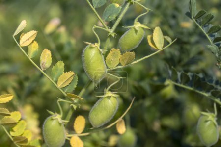 Photo for Green pod chickpea. Green chickpeas in pod. Chickpea plant detail growing on the field. Green pod chickpea (yesil nohut) is a popular snack in Turkey. - Royalty Free Image
