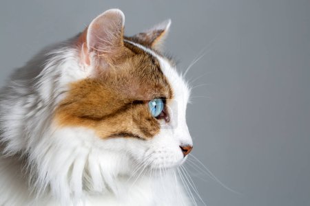 Photo for Pet animal; blue eyed cat - Royalty Free Image