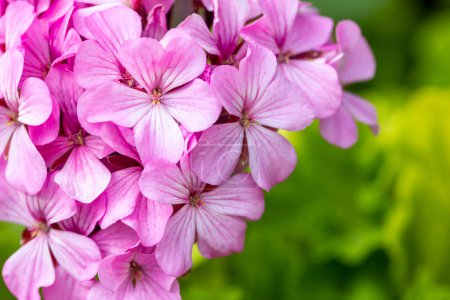 Téléchargez les photos : Fleur de géranium rose dans le jardin. Le géranium (géranium parfumé) appartient à la famille des géraniacées. - en image libre de droit
