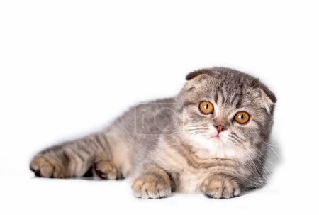Photo for Scottish fold kitten, silver scottish cat. - Royalty Free Image
