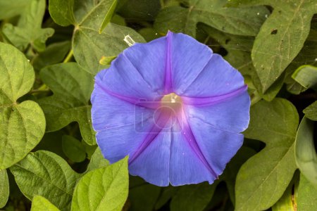Foto de Planta con flores, Nombre científico; ipomoea purpurea - Imagen libre de derechos