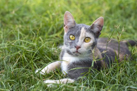 Téléchargez les photos : Mignon chat calico dans le jardin - en image libre de droit