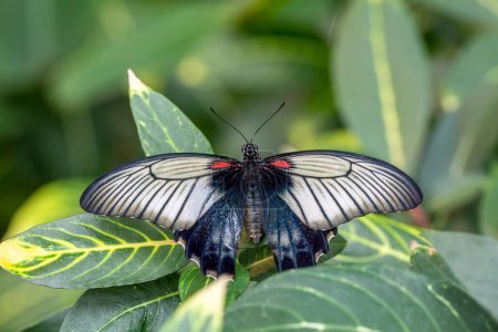 Téléchargez les photos : Papilio Polytes (Mormon commun) papillon, jardin de papillons tropicaux Konya - en image libre de droit