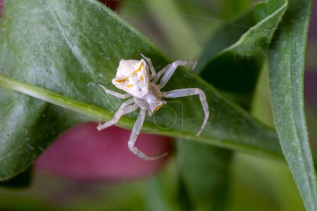 Photo for Specimen of white crab spider - Thomisus onustus Thomisidae - Royalty Free Image