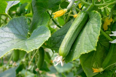 Photo for Green cucumber growing in field vegetable for harvesting. - Royalty Free Image