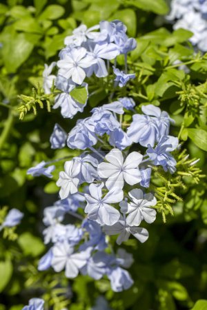 Téléchargez les photos : Fleur de jasmin bleue, Nom scientifique ; plumbago capensis - en image libre de droit