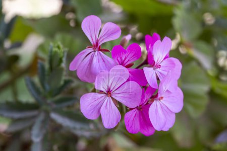 Photo for Pink geranium in the garden - Royalty Free Image
