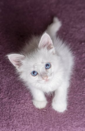 Foto de Gatito blanco con ojos azules gato - Imagen libre de derechos