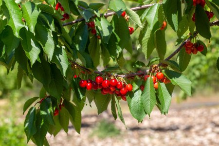 Photo for Fresh cherry fruit in cherry tree, Kemalpasa / Turkey - Royalty Free Image
