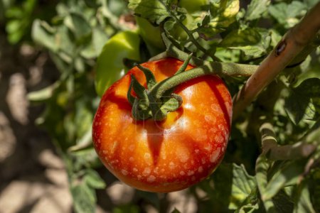 Téléchargez les photos : Tomates fraîches biologiques sur la branche, champ de tomates - en image libre de droit